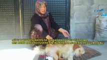 Felçli Köpeğe Anne Şefkati