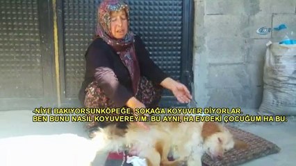 Felçli Köpeğe Anne Şefkati