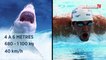 Michael Phelps en compétition avec un requin blanc