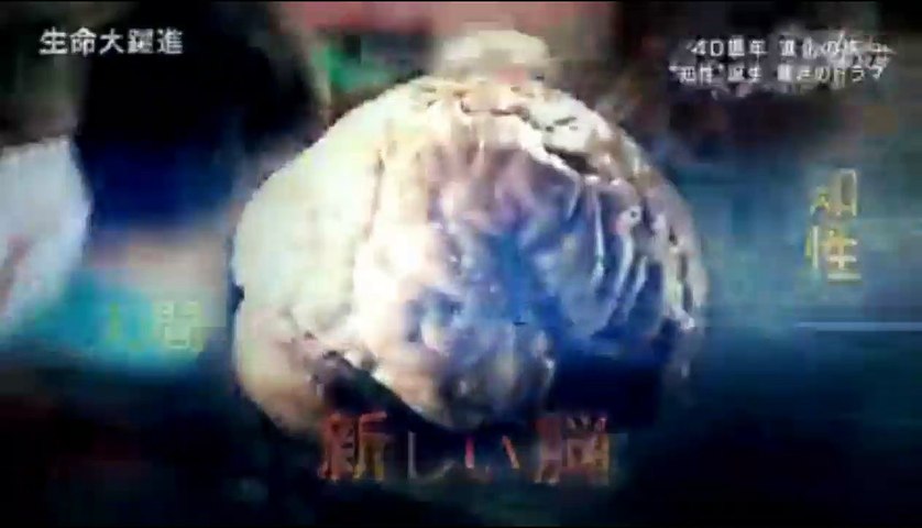 ｎｈｋスペシャル 生命大躍進 第３集 ついに 知性 が生まれた 動画 Dailymotion