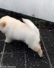 This Chow Chow is feeling sexy in slow motion