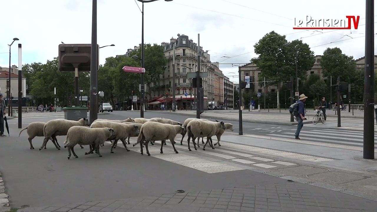 Des moutons dans la ville