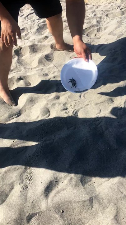Crab Beaches