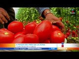Estos son los tomates que SÍ debes comer | Noticias con Francisco Zea