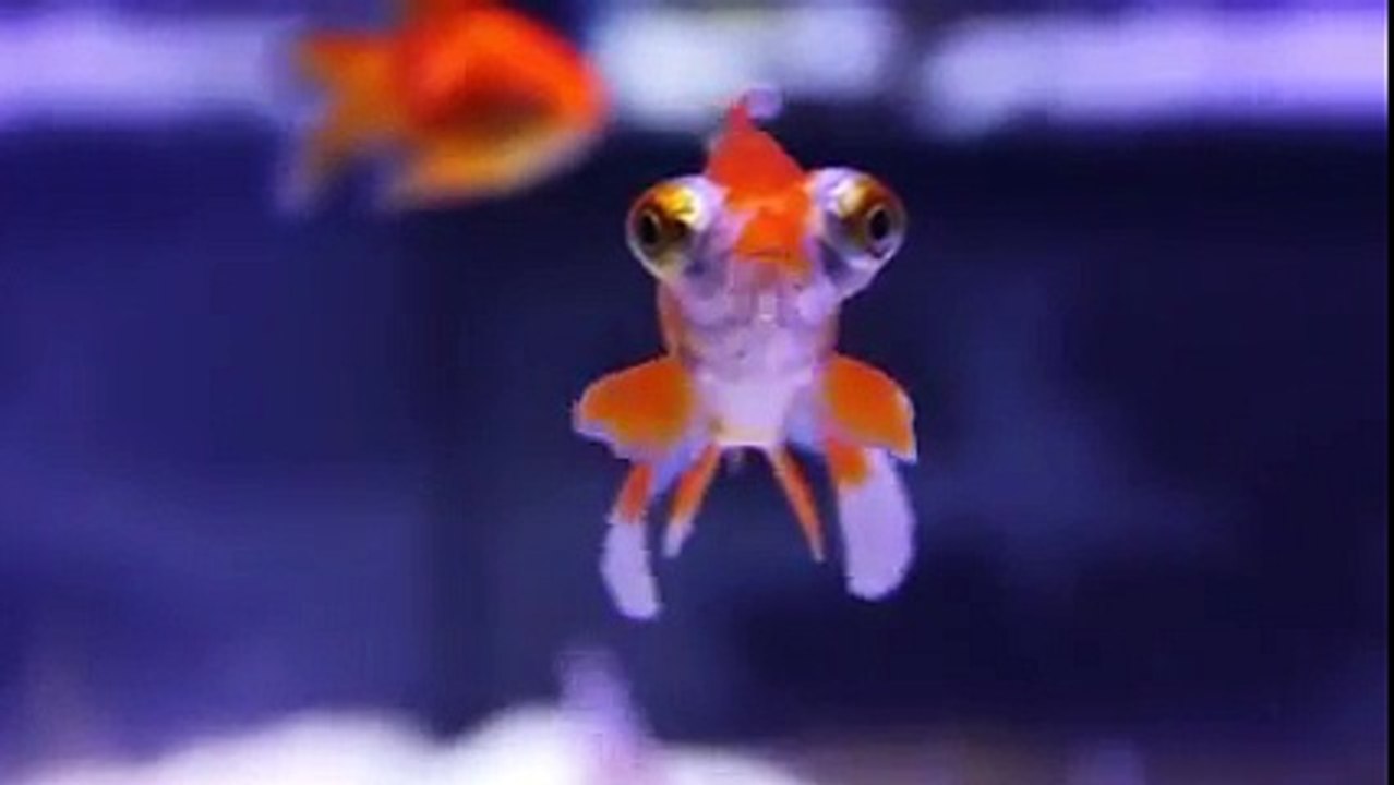 Critter Control Funny Lip Reading V1