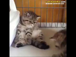 5 Dönüm Tarlası Yanmış Gibi Oturan Kedi