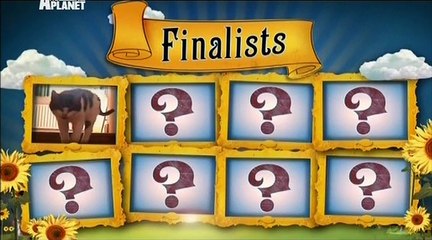 1. Коронованные питомцы - кошки