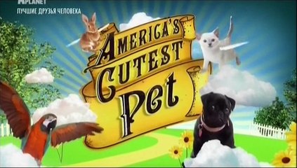 2. Хороший, плохой и пушистый