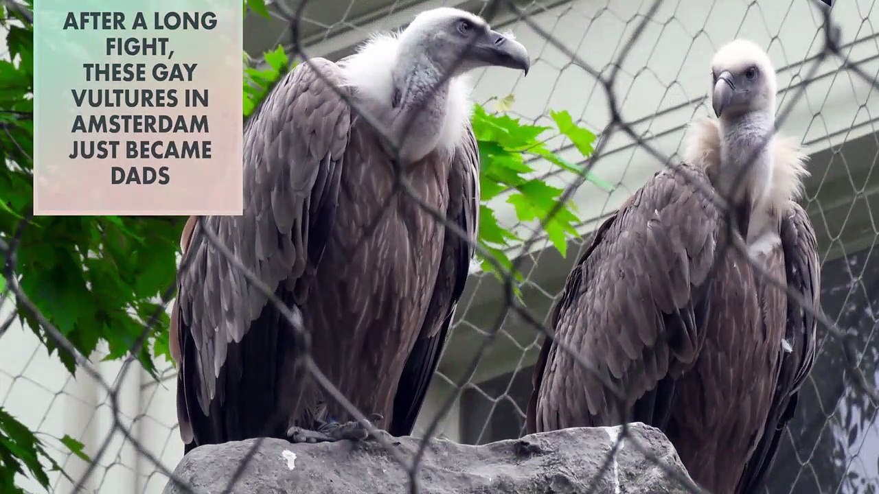Amsterdam zoo's gay vultures remind us to celebrate Dad