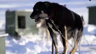 Sled Dogs - 3 amazing things you didn't know