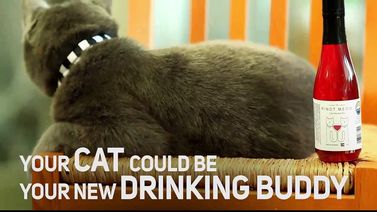 Staying in with your cat has never been so wild