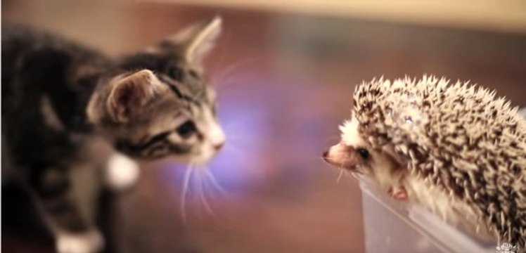 Yavru Kedinin Kirpiyle Tanışma Anı İzleyenlerin İçini Isıttı