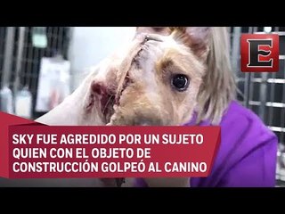 Con pala le cortan media cabeza a perro y médicos lo salvan