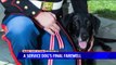 Michigan Veteran Makes Bucket List For Bomb Dog`s Final Few Weeks