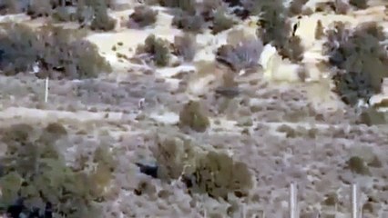 Mysterious Bizarre creature CHUPACABRA