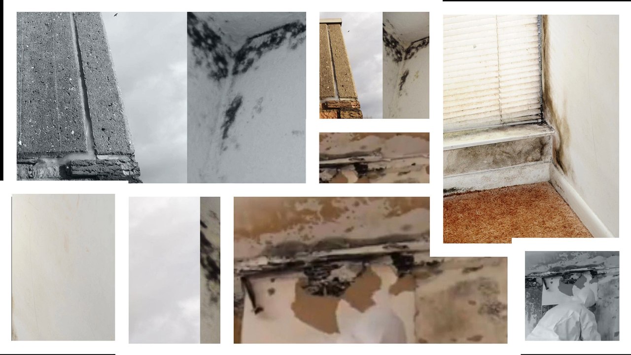 Mold Removal Company in Fremont - Reasons To Opt For Professional Mold Removal Services