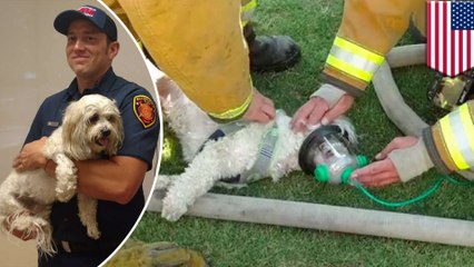 Video shows firefighters bring dog rescued from house fire back to life