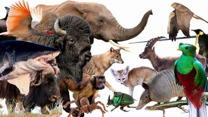 Animal Alphabet Song! ABC Alphabet Songs for Kids, Animal Alphabet Songs, Animal Alphabet ABC Song