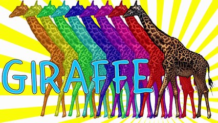 Animal Finger Family Song!! Finger Family Song for Kids, Finger Family Song Animals, Daddy Finger