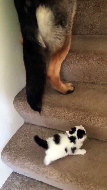 Dog taking care of kitten ♥