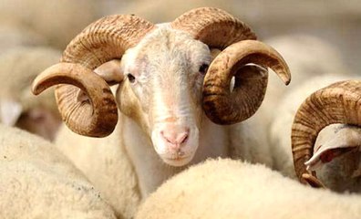 Kurbanlık Fiyatlarında Büyük Artış Yaşanmayacak