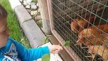 Kids playing with animals.They feed rabbits, chicks, ducks and more animals. Funny video 2017