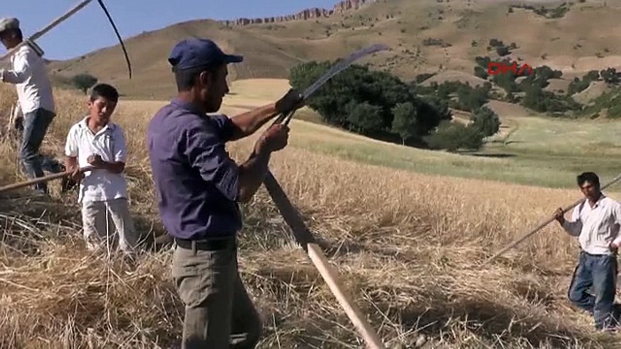 Muş Imece Usülü Tırpanla Ekin Biçme