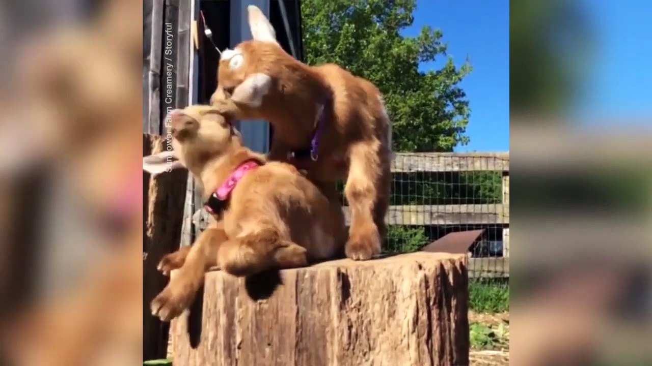 2 petites chèvres tellement adorables
