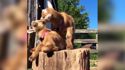 2 petites chèvres tellement adorables