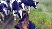 Des vaches curieuses sont intriguées par un berger allemand