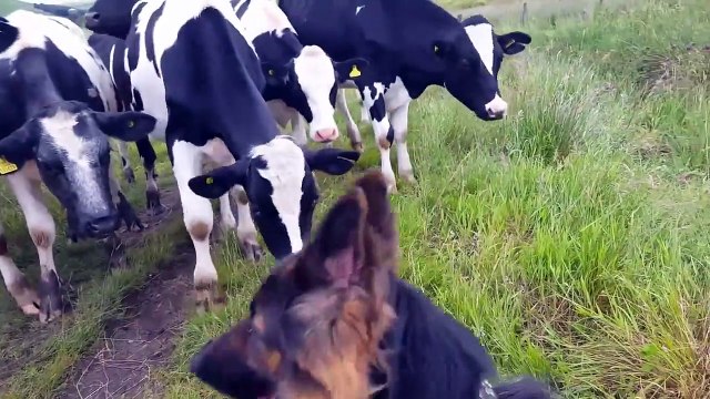 Des vaches curieuses sont intriguées par un berger allemand