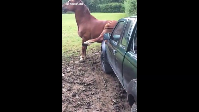Ce cheval se gratte les fesses sur une voiture... Pourquoi pas!
