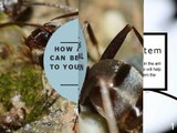 How ant farms can be beneficial to your children.