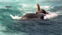 Denizde sürüklenen filler kurtarıldı
