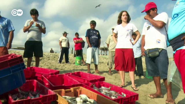 Gentle giants: Peru's manta rays | DW English
