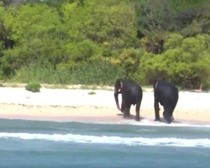 Sri Lanka Açıklarında Akıntıya Kapılan İki Fil Böyle Kurtarıldı
