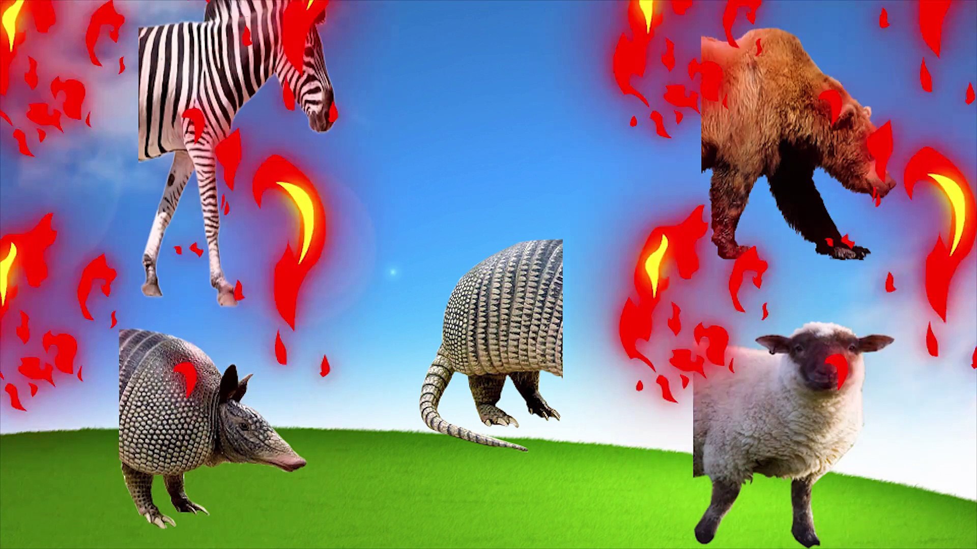 Wrong Body Heads Zoo Wild Safari Animals Zebra, Sheep, Armadillo, Bear | Funny Animals For kids
