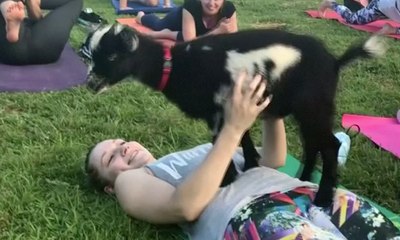 Yoga Bareng Kambing Siapa Takut?!