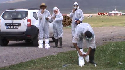 Ardahan'da Toplu Kanatlı Ölümü Nedeniyle Alarm