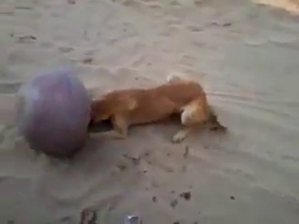 les meilleurs vidéos sur le web-un chien très drôle regarder vite