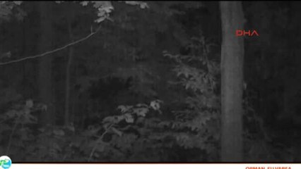 Artvin Yavru Ayı, Annesinden Ağaca Tırmanmasını Öğrenirken Fotokapanla Görüntülendi