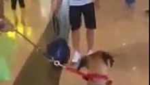 Dog going crazy when he see his owner after 3 years - ORIGINAL VIDEO