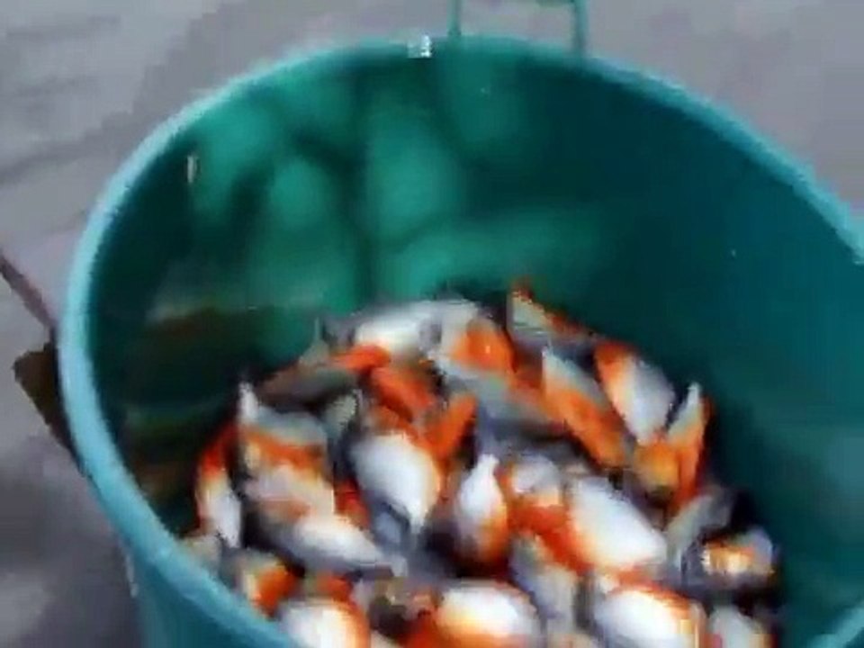 PIRANHA ARE REMARKABLY EASY TO CATCH