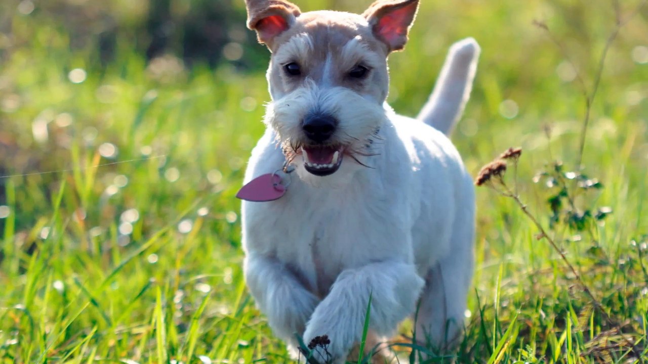 Bacio Jack Russell Terrier