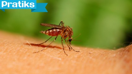 Household remedy for catching mosquitoes
