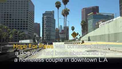 O cãozinho que não queria ser salvo... Até que mudou de idéia!