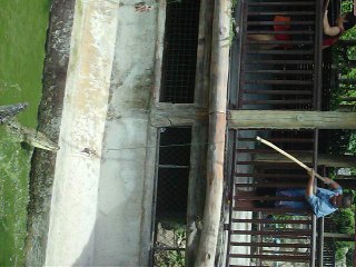 Tour World Largest Crocodile Farm, Bangkok, Thailand