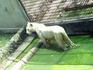 Tour World Largest Crocodile Farm-Zoo Bangkok, Thailand