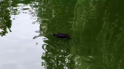 Enregistrement mobile du 23 juil. 2017