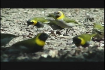 HABITAT PAN DE GUAJAIBON FAUNA CUBANA